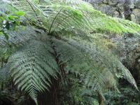 Albums/20060200-New Zealand 2006/20060210-Te Anau to Milford/20